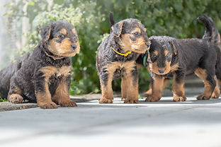 Siva`s Welpen im Garten-12.jpg