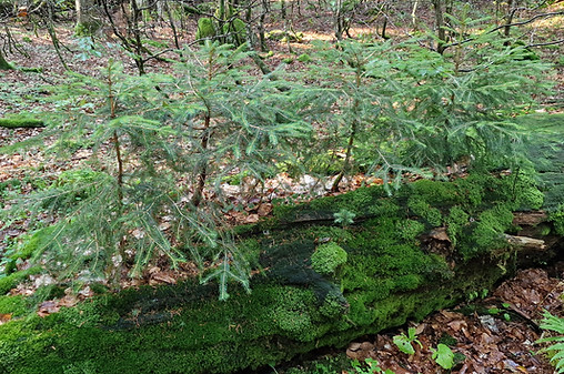 Junge Fichten im Wildnisgebiet
