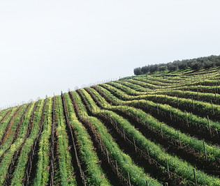 Green Vineyard Hills