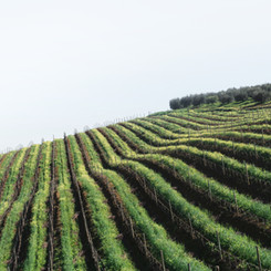 Winelands