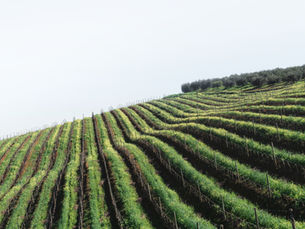 The Hidden Cost of Bird Damage