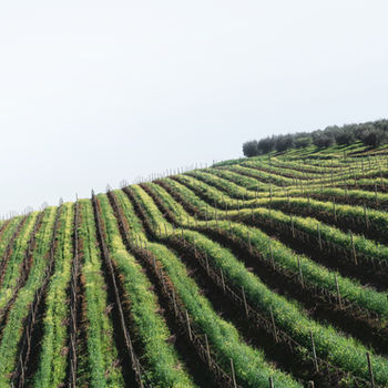 Winelands