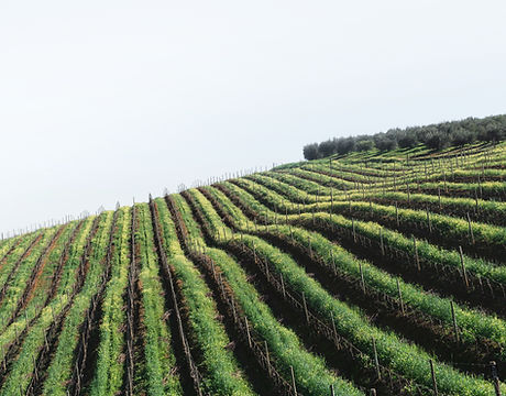 Winelands