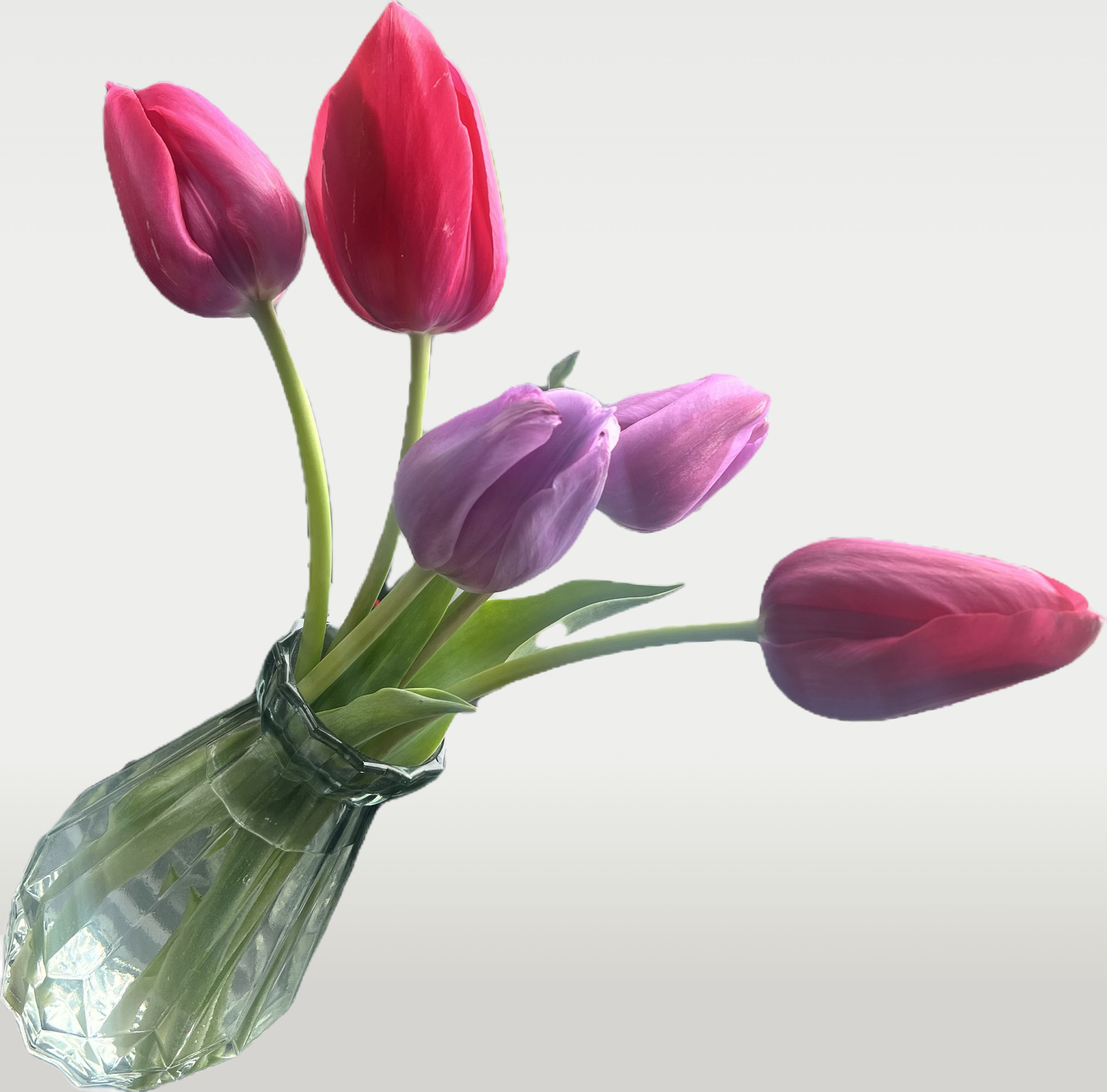 Spring 2026 Spring Tulip Subscription