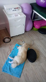 Hund bei Horizontaltherapie