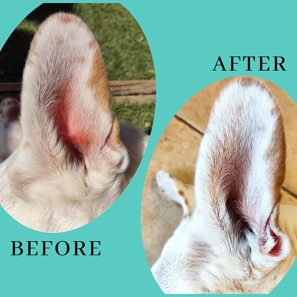 Thumbnail: Natural Dog Skin Soothing  Healing Balm/Salve - Pet Spaw