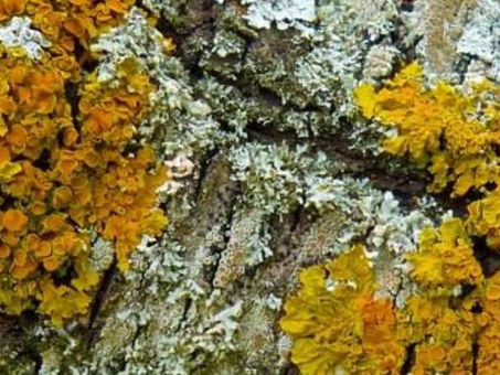 Líquenes, indicadores biológicos del Buen Aires