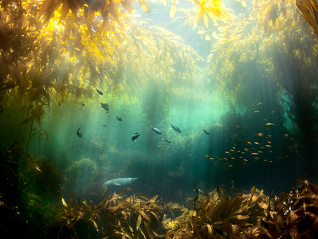 ASÍ SON LOS BOSQUES DE ALGAS GIGANTES, LAS "SELVAS SUBMARINAS" EN RIESGO POR LA ACTIVIDAD HUMANA