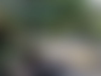 ¿Qué es la Sexta Extinción?