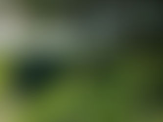 Plantas Nativas. Mucho más que una Moda