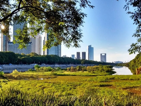 EL PLANETA CIUDAD Y LA ECOLOGÍA DE LOS ECOSISTEMAS URBANOS