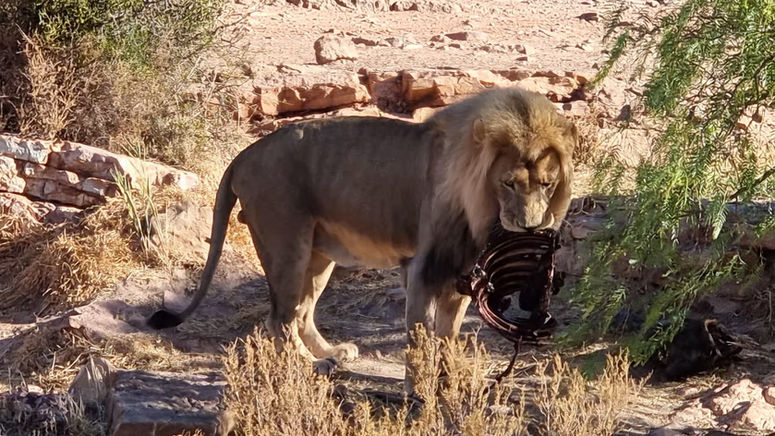 Aquila sunset day safari tour from Cape Town