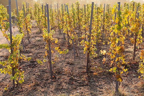 Culture sur échalas