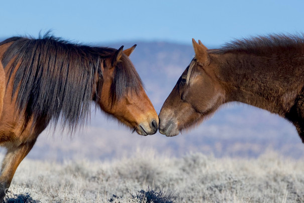 Vivian Powers - Wild Mares Meet.jpeg