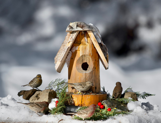 Vivian Powers - christmas finches.jpeg