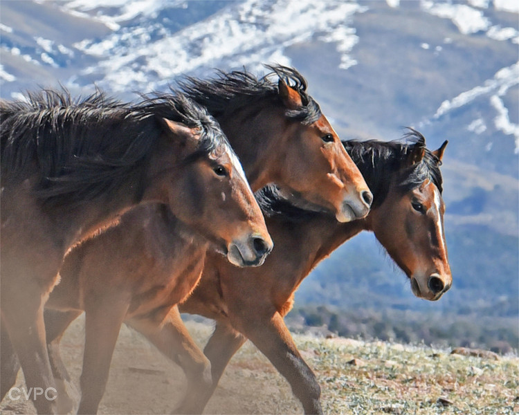 Constance Peters - 1_Leaders of the Herd.jpeg