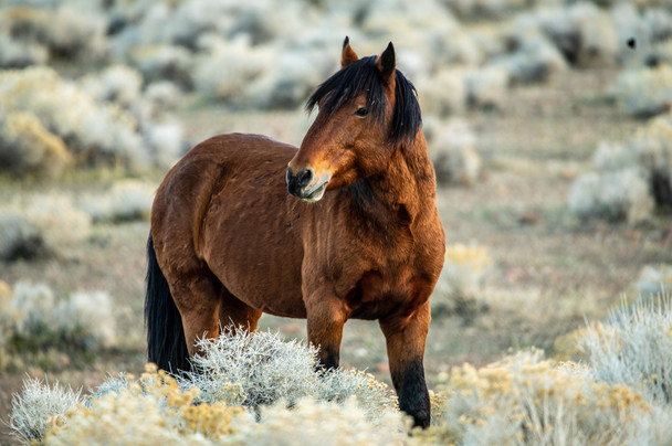 Susan Roaldson - 1_Wild Beauty .jpg