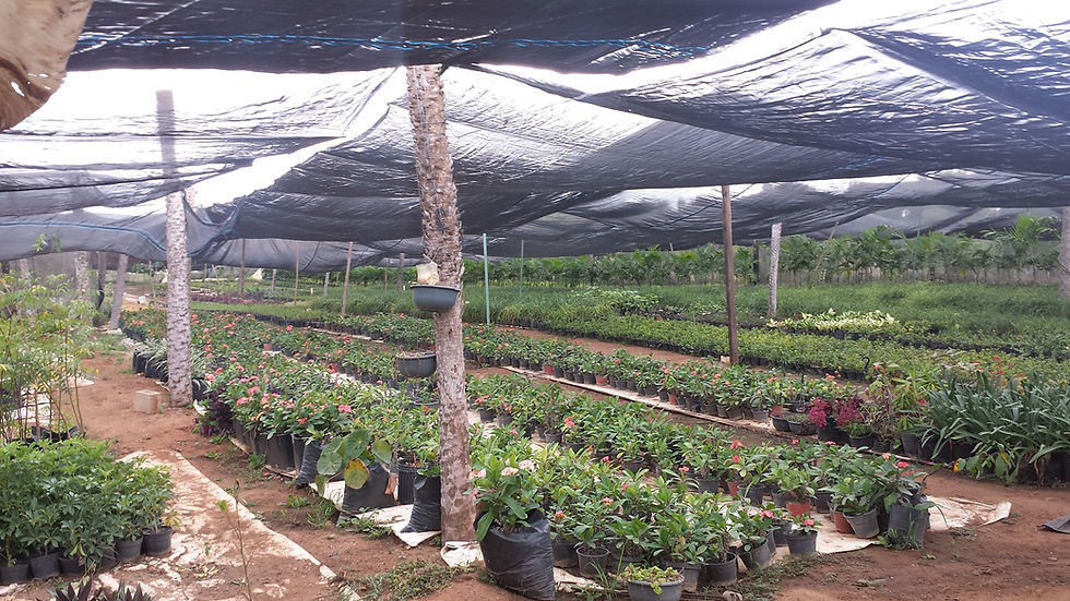 PLANTAS DE ORNATO