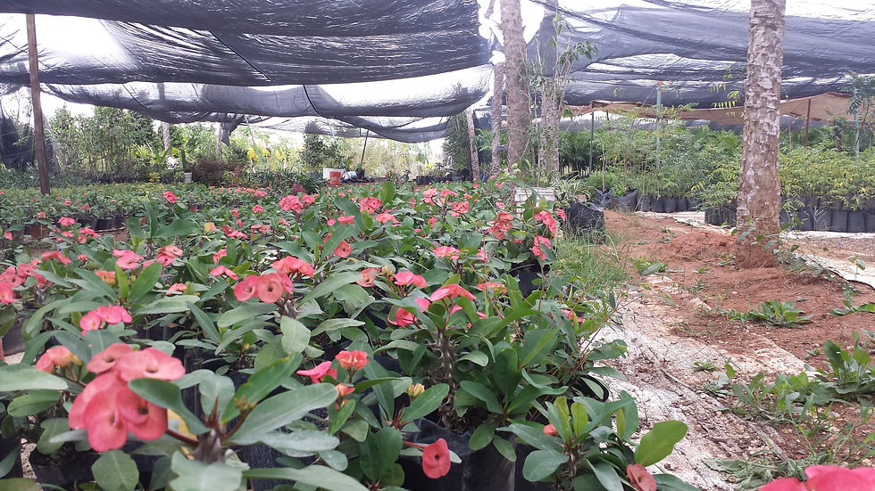 PLANTAS DE ORNATO