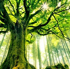 33933-les_plus_beaux_arbres_du_monde_hetre_de_ponthus-600x400_compressed.jpg
