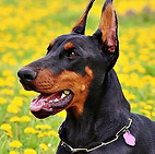 doberman-1-135513-650-325.jpg