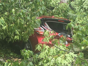 tree on top of a car