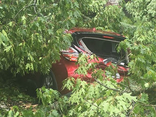 tree on top of a car
