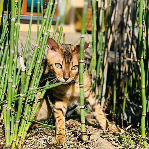 Chat