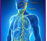 vagus nerve.png