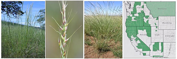 Stipa lemmonii new.jpg