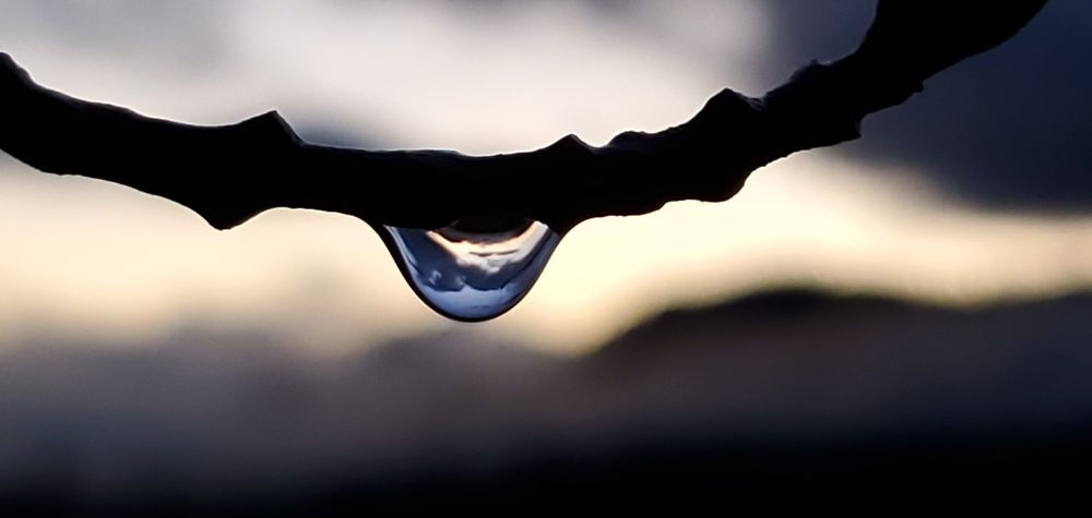 Photo~Raindrop on branch