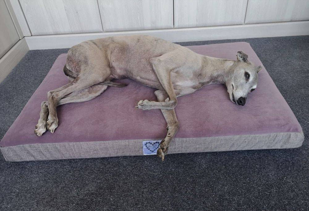 Contemporary Memory Foam Mattress Beige/Mulberry 90cm wide x 60cm deep x 10cm