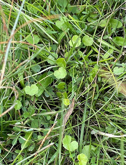 Grasses