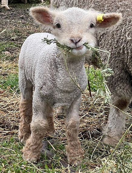Lamb eating lucerne