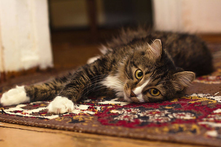 Pet Gallery Montclair Pet Girl