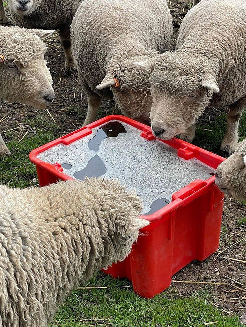 Babydoll ewes and Molasses water