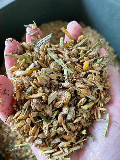 Good mixed grain feed for sheep