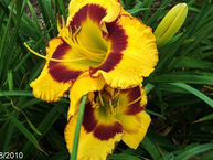 Rock Around the Clock $13.75 (F. Shooter 2002) Davis Daylily Garden