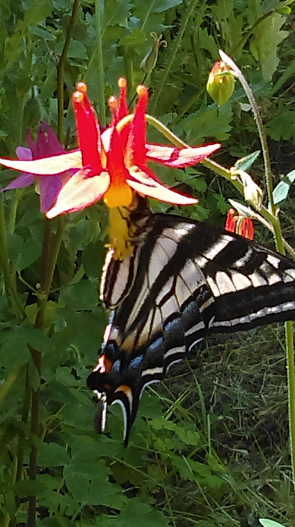 Photo~Butterfly on Columbine