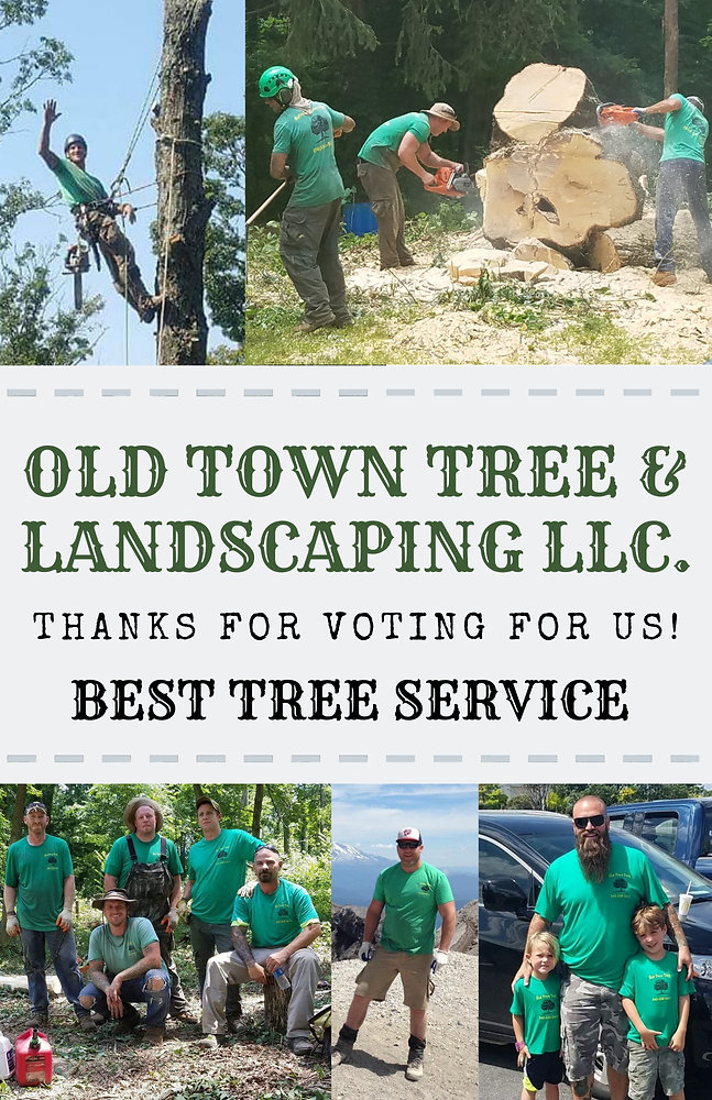 Voted Best Tree Service in Winchester, VA