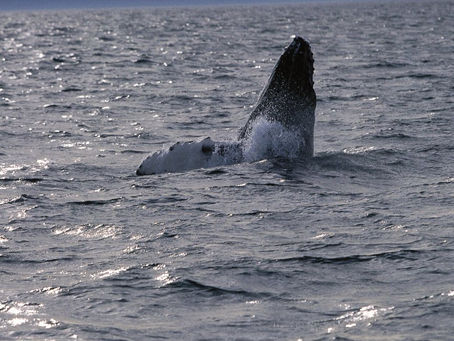 The Whales are Spouting!