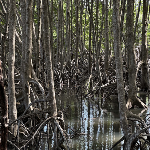 Mangrovenwald in Chantaburi