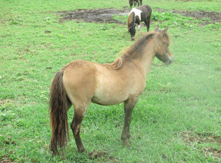 Buckskin miniature horse mare in the pasture