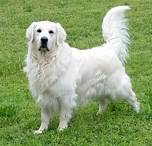 Sid, a Lakeshore Golden Retriever, stands in a field