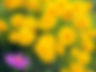 fullsizeoutput_af6.jpeg