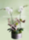 Accent_on_Design