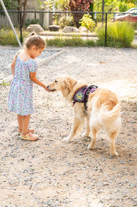 child and golden retriever service dog