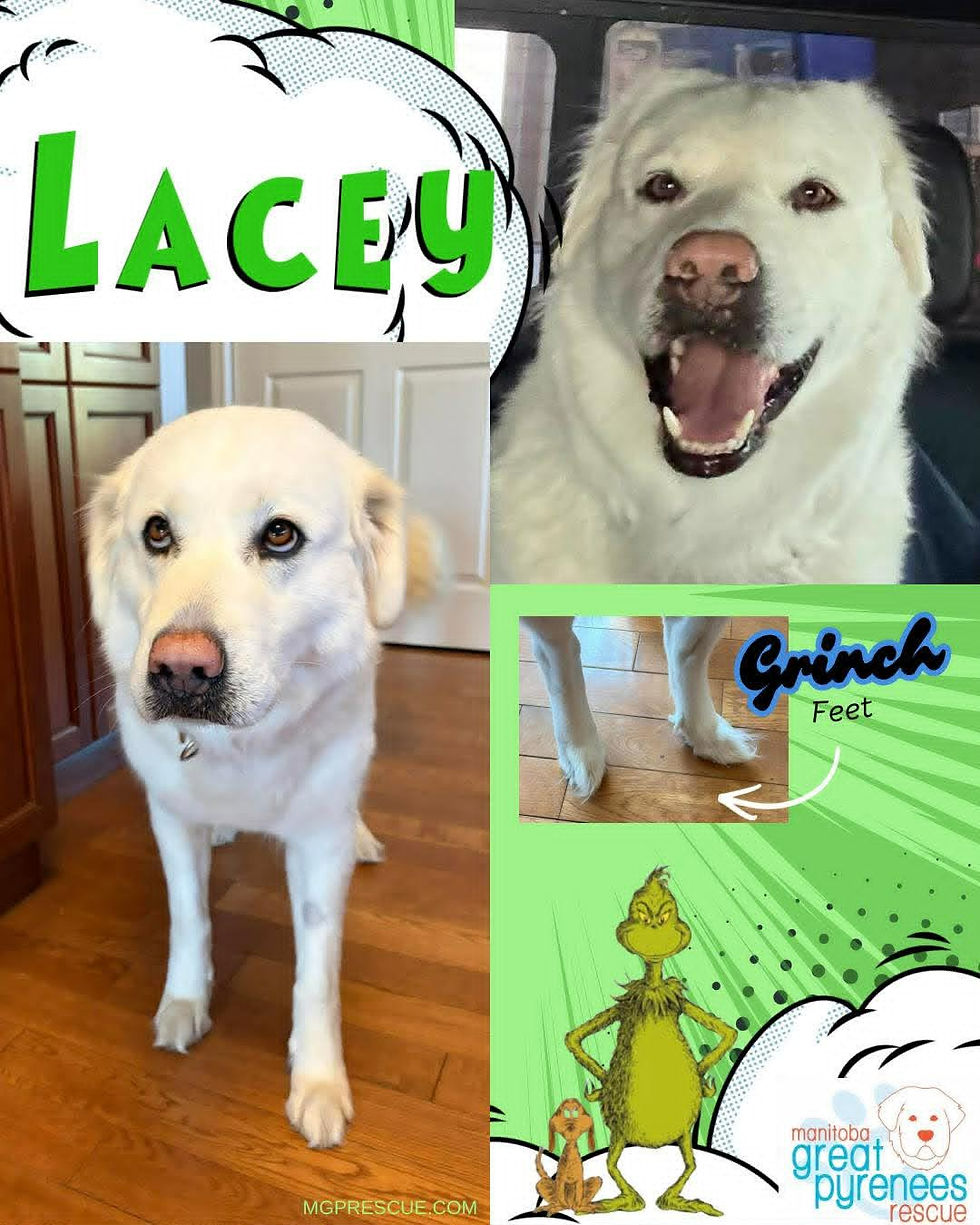 Lacey