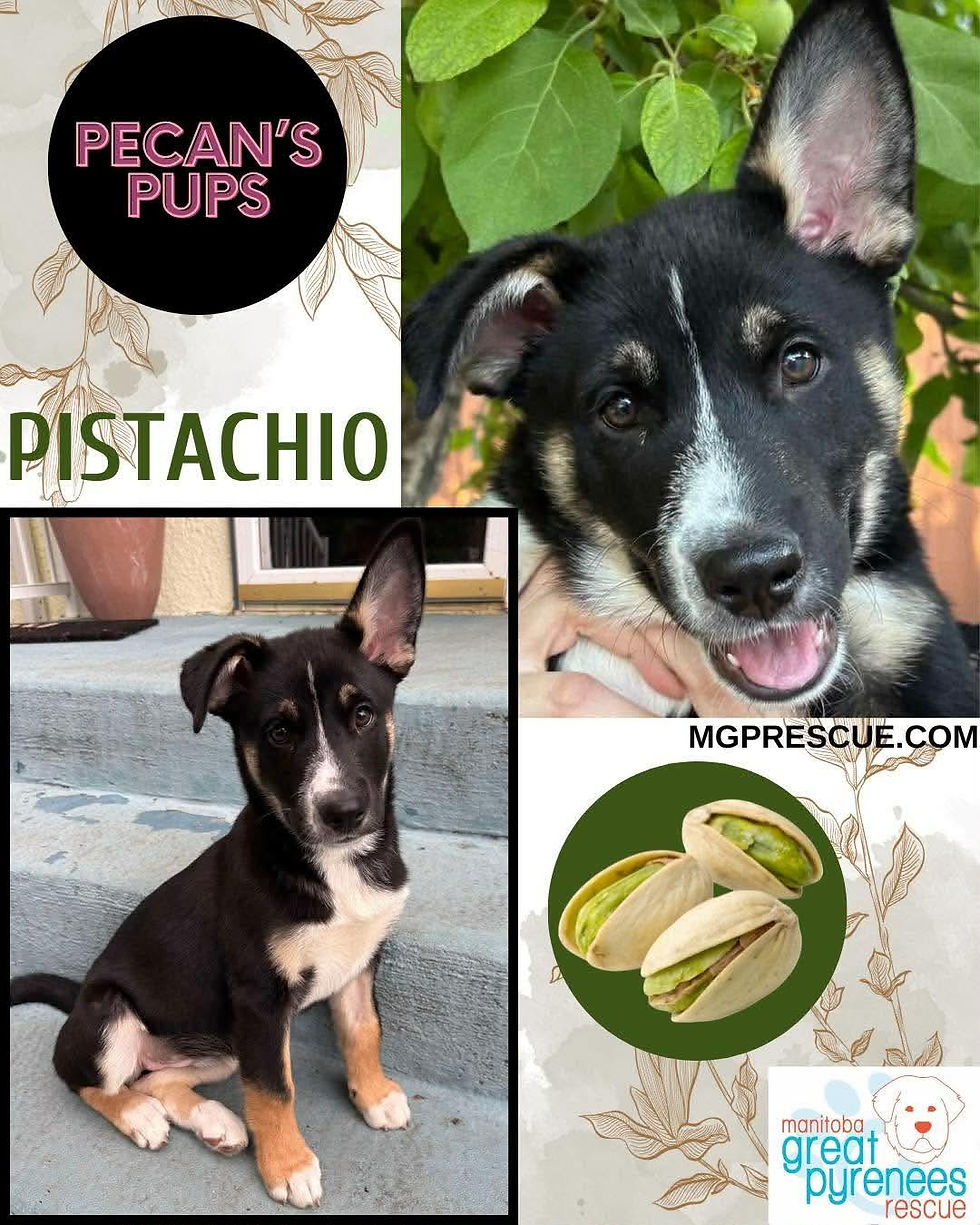 Pistachio