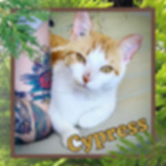 Cypress.jpeg
